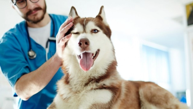 Vet group CVS to clock up £12mln impairment charge for offloading The Vet