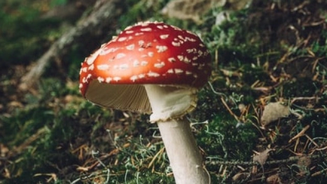 Psyched Wellness says pilot production of its Amanita Muscaria product ‘Calm' to start on July 7, 2022