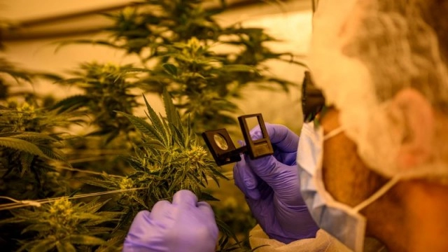 Cannabis company Green Thumb beats revenue estimate but posts loss on noncash impairment