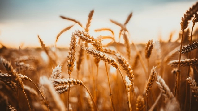 WEAT: Time To Buy As CBOT Wheat Prices Drop To $6 Per Bushel